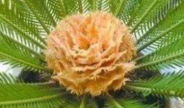 重庆铁树开花爆料事件视频,罕见奇观引发网友热议